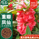 壽禾 重瓣鳳仙花種子種苗觀(guān)賞花卉種籽 濰育重瓣鳳仙花種子5g約500粒