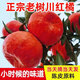 四川紅橘大紅袍橘子新鮮水果內江川紅橘陳皮原料鮮果老樹(shù)紅橘包郵 帶箱甄選5斤