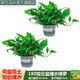 思蘭綠蘿盆栽大盆景室內(nèi)新房吸除甲醛鮮活綠植物花卉長藤大葉綠籮批發(fā) 180大綠加侖儲(chǔ)水綠蘿【2盆】2肥