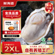 鮮海道【品質(zhì)】鮮海道生態(tài)生蠔  乳山牡蠣 活鮮海蠣子生鮮貝類 品質(zhì)升級(jí)2XL-凈重9斤