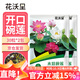 花沃里水培碗蓮種子30粒*2 花卉種子荷花家庭盆栽魚(yú)缸碗蓮陽(yáng)臺辦公庭院
