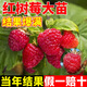 呆果丁樹(shù)莓苗紅黑樹(shù)莓果苗當年結果盆栽矮化櫻桃苗庭院地栽南北方種耐寒 4年苗當年結果（死苗包賠）品種備注