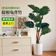 臨雅提根龜背竹綠植盆栽室內客廳桌面大型凈化空氣懶人好養活高級植物 提根龜背竹1-1.1m+圓柱樹(shù)脂盆