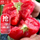大禹普羅旺斯西紅柿種子番茄苗帶土秧苗老品種沙瓤大粉番茄農科院壽光 普羅旺斯西紅柿種子 40粒老品種