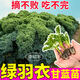 康和豐山東壽光超耐寒綠羽衣甘藍秧苗四季觀(guān)賞食用粉紫羽衣甘藍陽(yáng)臺盆栽 綠羽衣甘藍苗5棵+送1棵+1包肥