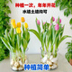 郁金香種球可土培水培陽(yáng)臺花卉種球室內外開(kāi)花大球種植簡(jiǎn)單好成活 【混色】5顆郁金香種球+肥料