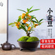 聽雪樓新中式盆景金豆樹苗帶果面禪意綠植室內(nèi)好養(yǎng)易活四季 小金豆黑紫砂盆+苔蘚【果期帶果】 帶盆栽好