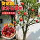 瑯闕突尼斯軟籽大石榴樹(shù)嫁接無(wú)籽樹(shù)苗盆栽地栽庭院1.1-1.4m源頭直發(fā)
