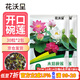 花沃里水培碗蓮種子30粒*2 花卉種子荷花家庭盆栽魚(yú)缸碗蓮陽(yáng)臺辦公庭院