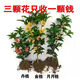 桂花樹(shù)苗桂花苗盆栽金桂四季桂室內外濃香型陽(yáng)臺花卉綠植庭院盆景 ：3顆【金桂+四季桂+丹桂】+肥 原土發(fā)貨【41-53厘米高】開(kāi)花特多
