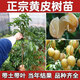 雞心黃皮果樹(shù)苗無(wú)核冰糖黑黃皮貴妃嫁接果樹(shù)產(chǎn)地直發(fā)四季盆地栽 雞心黃皮苗(果大肉厚多汁) 二年苗1棵 明年結果
