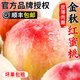 正宗山東金秋水蜜桃5斤新鮮水果應季整箱湖景白鳳毛桃子現摘順豐R 9斤【帶箱甄選速發(fā)】 【泡沫托包裝發(fā)貨】