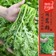 壽禾茼蒿種子苗小葉皇帝菜細葉蔬菜種籽  濰嫩7號茼蒿種子15g約6300粒