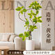 臨雅特級黃金榕客廳綠植物盆栽花葉橡皮樹(shù)室內大型高山榕落地盆景好養 【旗艦款】黃金榕1.6-1.8m+白色圓筒樹(shù)脂盆