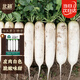 北蔬 白蘿卜種子甜脆南北方秋冬季蔬菜種籽 白玉蘿卜種子10g約1200粒