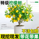 呆果丁香水檸檬樹(shù)苗盆栽帶果室內室外結果無(wú)籽四季檸檬苗食用檸檬樹(shù)果苗 （香水檸檬）5年苗當年結果（帶土帶葉）