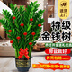 臨雅金錢(qián)樹(shù)盆栽室內大型綠植物錢(qián)串子擺件花卉1.2-1.3m福字盆源頭直發(fā)