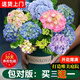 10年繡球花苗老樁無(wú)盡夏繡球花卉綠植盆栽陽(yáng)臺別墅庭院繡球花樹(shù)苗 八仙變色繡球【推薦】 10年大苗【6-8分支】
