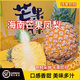 瓊脆【順豐快遞】海南芒果鳳梨新鮮水果臺農23號當季香甜菠蘿手撕 芒果鳳梨中果【單果1.3-1.9斤】 5斤-紙箱裝