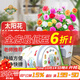 德沃多肥料太陽(yáng)花種子DIY兒童趣味種植盆栽套裝學(xué)生植物觀(guān)察幼兒園迷你盆栽