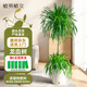 植男植女龍血樹(shù)千年木大型客廳落地室內綠植辦公室龍須樹(shù)盆栽好養源頭直發(fā)