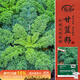 壽禾 羽衣甘藍種子苗食用綠色蔬菜種籽 濰育綠羅莎羽衣甘藍種子500粒