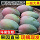 集南鮮 攀枝花凱特芒果 現(xiàn)摘熱帶新鮮生鮮水果整箱青黃皮大芒果 凈重4.5甄選大果 單果600起