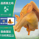 森牧農(nóng)3年散養(yǎng)農(nóng)家老母雞生鮮柴雞肉農(nóng)村現(xiàn)殺走地雞黃油溜達(dá)土雞煲湯雞 5年以上（2.9~3.6斤）