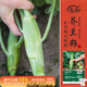 壽禾 雞腿芥蘭種子苗芥藍四季蔬菜籽 肥翠七號(雞腿芥蘭)種子30g*2袋