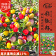 壽禾 五彩椒種子苗觀(guān)賞椒七彩辣椒盆栽蔬菜種籽 五彩觀(guān)賞椒種子約50粒