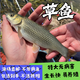四川草魚(yú)苗鯽魚(yú)苗喂烏龜料小魚(yú)活體花鰱魚(yú)活體飼料魚(yú)飼料淡水半斤 店鋪包運輸存活 報損提供開(kāi)箱視頻聯(lián)系客服 【好養活】30條7-9厘米草魚(yú)苗送10%