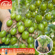 壽禾青甜2號小番茄苗老品種香甜綠果壽光蔬菜苗種苗 青甜2號小番茄苗 3棵
