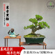 卓美御庭高端黃楊造型盆景老樁真樹(shù)室內外庭院客廳陽(yáng)臺辦公室盆栽中秋禮物 精品黃楊盆景