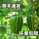 【順豐】正宗廣東江門(mén)大頂涼瓜苦瓜現摘農家大頂涼瓜苦瓜當季新鮮 2斤