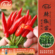 壽禾 辣椒苗各種椒苗壽光菜苗苗子朝天椒樹(shù)苗帶土發(fā)貨秋冬山東蔬菜苗 簇生朝天椒苗3棵