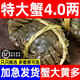 【活蟹】尋錦旗艦店興化紅膏大閘蟹特大螃蟹全母現貨生鮮水產(chǎn)禮盒 (嘗鮮款)   全母1.2-1.5兩  10只
