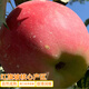 阿克蘇蘋(píng)果 疆無(wú)季樹(shù)上熟冰糖心蘋(píng)果紅富士當季生鮮整箱禮盒 （順豐）阿克蘇冰糖心8斤大果（果徑80-90mm）18個(gè)左右