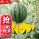 大禹 黃皮西瓜籽種子早熟紅瓤黃心黃肉特甜小鳳盆栽 黃瓤綠小鳳西瓜種子10粒10包
