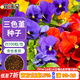 花沃里三色堇花種子約700粒 花卉種子四季草籽家庭盆栽土陽(yáng)臺庭院種植