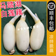 桃西村【順豐直達】山東淄博現挖馬踏湖白蓮藕生吃藕脆藕蓮菜新鮮水果藕 5斤 精品禮盒裝