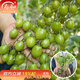 壽禾青甜2號小番茄苗老品種香甜綠果壽光蔬菜苗種苗 青甜2號小番茄苗 3棵