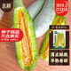 北蔬 羊角蜜甜瓜種子苗早熟酥脆香甜瓜水果籽 羊角蜜甜瓜種子約200粒