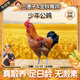 三德子好甄選少年雪山草雞 凈重2.4-3斤 山地散養走地雞生鮮雞肉