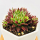 壹分皿景天科長(cháng)生草屬  多肉植物組合盆栽窗臺陽(yáng)臺桌面迷你萌肉星辰園藝 西瓜球群（50#盆）