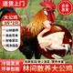 果鮮島黑腳大公雞3斤*2只公雞農家散養走地雞新鮮冷凍大公雞 源頭直發(fā)