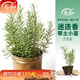 壽禾 迷迭香苗綠植盆栽匍匐新鮮食用香草苗秋冬季室內四季盆栽植物 迷迭香小苗5棵（7-20cm）