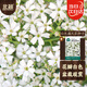 北蔬 滿(mǎn)天星種子苗白色室內四季盆栽花卉籽 盆栽白色滿(mǎn)天星種子2000粒