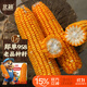 北蔬 玉米種子苗大棒抗旱抗倒大田飼料苞米種籽 鄭單958玉米種子500g