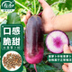 壽禾 水果蘿卜種子種苗冬春蔬菜種籽 濰育甘翠冰淇淋蘿卜種子60粒*2袋