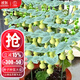 大禹手捻小葫蘆籽種子苗大全盆栽特小文玩葫蘆瓜巨型食用蔬菜秋季陽(yáng)臺 草里金手捻葫蘆種子20粒